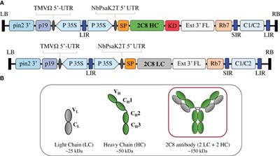 Antitumor effect of plant-produced anti-CTLA-4 monoclonal antibody in a murine model of colon cancer